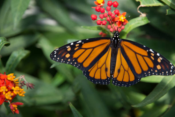 istock beautiful colored butterfly feeding from flowers 1161037827