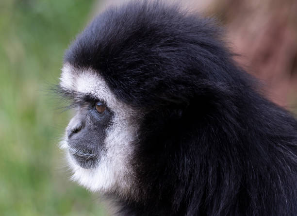 istock Portrait of a Gibbon 1161038010