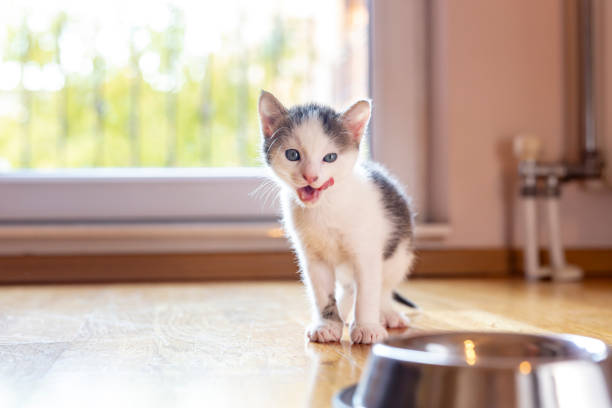 Beautiful little kitten licking milk from a bowl placed on the living room floor next to a window
