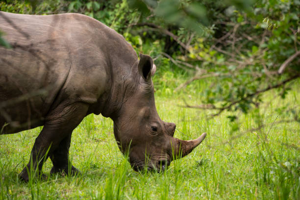 istock Southern White rhinoceros (Ceratotherium simum simum) in Uganda 1161039427