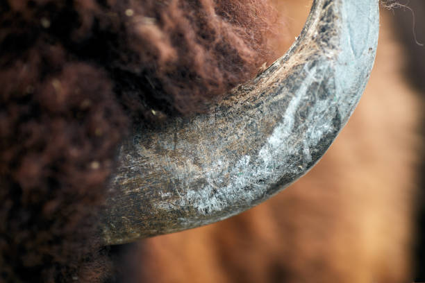 Bison or Buffalo headshot in Lamar Valley of Yellowstone National Park, USA.