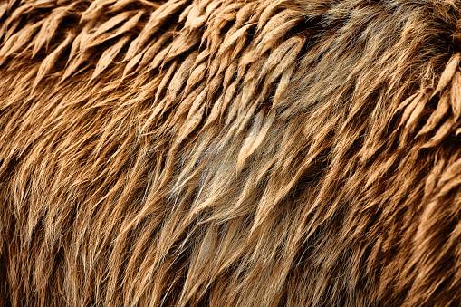 Brown bear (Ursus arctos) fur texture. Wild life animal