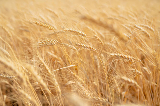 Field of wheat Field of wheat rye stock pictures, royalty-free photos & images
