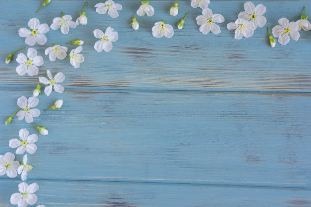 istock Frame for text with a texture of blue wooden boards with beautiful white spring flowers on the edge. Background with flowers for greeting card and lettering. Spring and summer background with flowers 1161040551