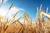 Field of wheat