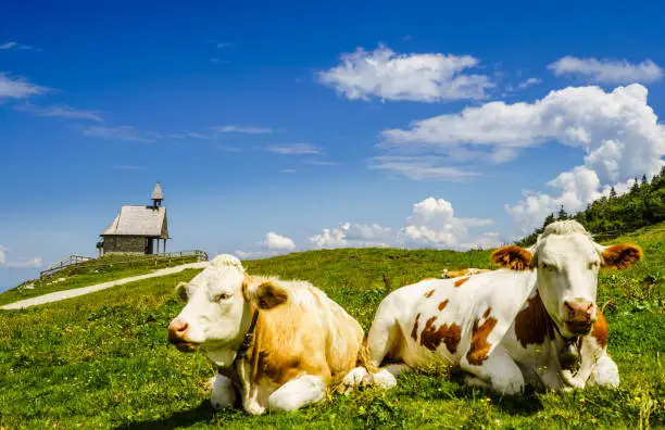 Cows in front of Steinlingkapelle next to Kampenwand mountain, Bavaria