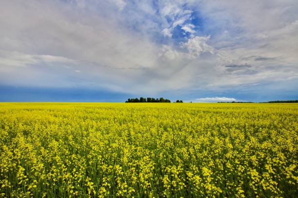 istock Bright yellow blooming rapeseed field before the rain 1161041503