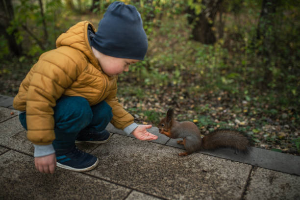 istock Little boy feeds a squirrel in the park 1161041567
