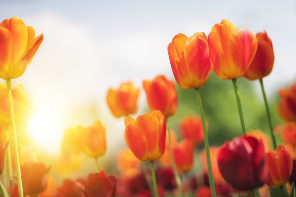 Close-Up of flower bed with orange Tulips in Garden