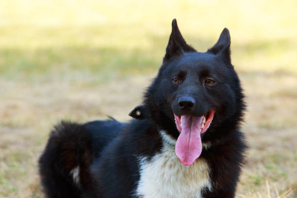 Dog breed Russian European Laika close up
