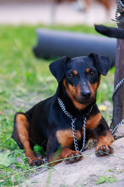 istock Dog breed German Jagdterrier 1161043262