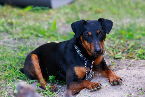 istock Dog breed German Jagdterrier 1161043278