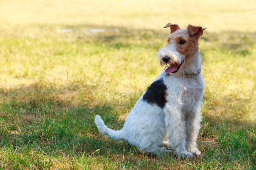 Dog breed Fox Terrier in the park