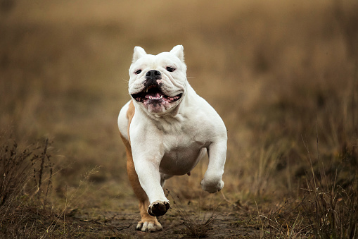 Close up Portrait of happy looking english bulldog running forward on the field and looking at camera at dusk. Copy space for text.