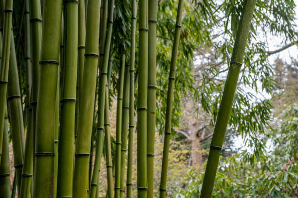 istock Abstract Macro of bamboo 1161044398