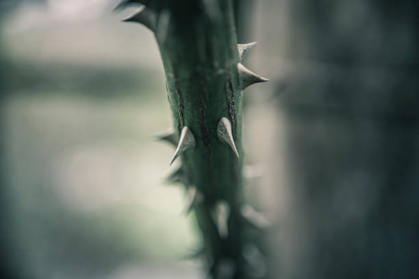 Abstract Macro of thorns on a flower stem