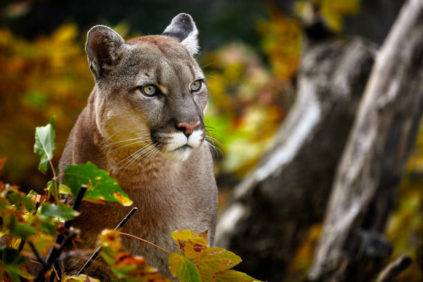 Portrait of Beautiful Puma in autumn forest. American cougar - mountain lion Portrait of Beautiful Puma in autumn forest. American cougar - mountain lion, striking pose, scene in the woods, wildlife America panthers stock pictures, royalty-free photos & images