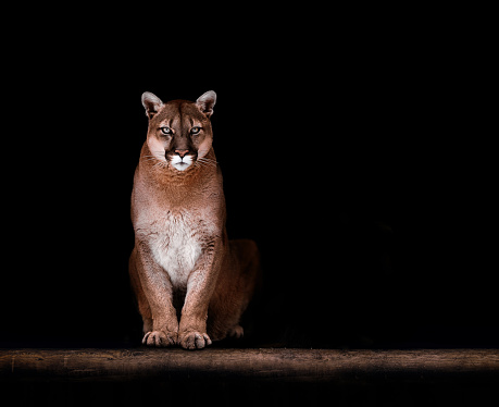 Retrato de Hermoso Puma, Puma en la oscuridad. Puma americano photo