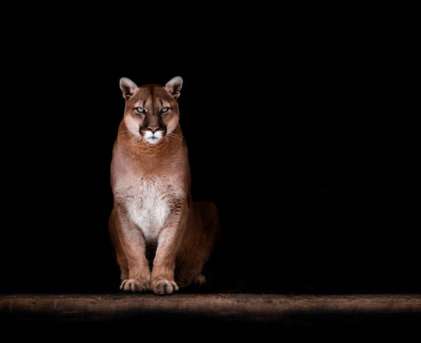 Portrait of Beautiful Puma, Puma in the dark. American cougar Portrait of Beautiful Puma, Puma in the dark. American cougar panthers stock pictures, royalty-free photos & images
