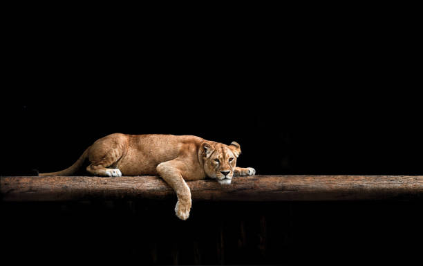 lioness portrait in the dark - lion africa safari south africa imagens e fotografias de stock