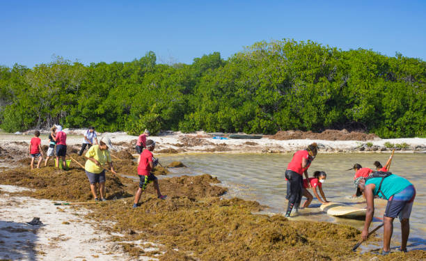 Sargassum cleanup with voluntaries Kralendijk, Bonaire - 03-03-2018: Sargassum can present challenges for marine life and particularly becomes a problem when it collects along coastlines, mangroves, shallow waters and rocks/corals sargassum stock pictures, royalty-free photos & images