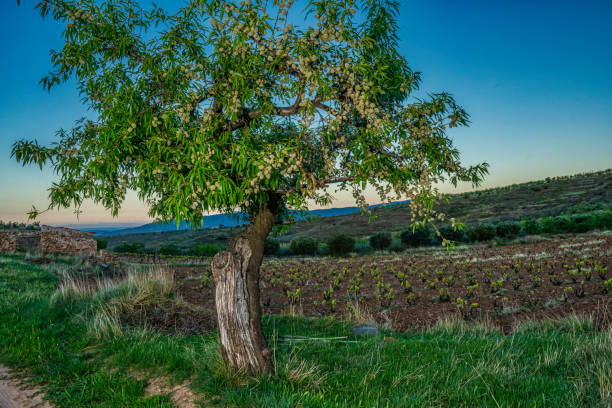 closeup view of an almond tree during a sunny spring sunset behind a vineyard - Image