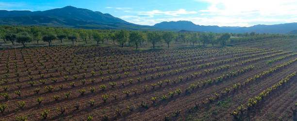 istock Aerial view of a vineyard during a spring sunny day - Drone image 1161046276