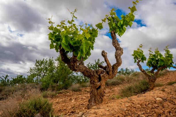istock closeup of a grapevine tree in Spain, during a spring day with some stones and a big blue sky with clouds - Image 1161046281