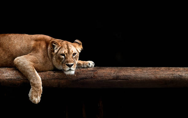 istock Lioness Portrait in the dark 1161046553
