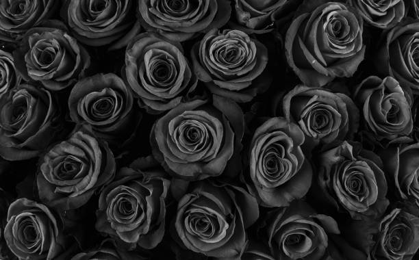 istock Natural roses background, floral background 1161046741
