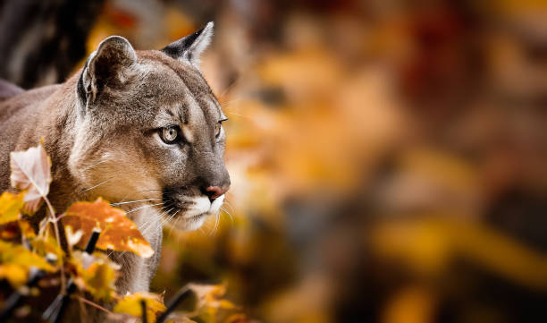 Portrait of Beautiful Puma in autumn forest. American cougar - mountain lion Portrait of Beautiful Puma in autumn forest. American cougar - mountain lion, striking pose, scene in the woods, wildlife America endangered species stock pictures, royalty-free photos & images
