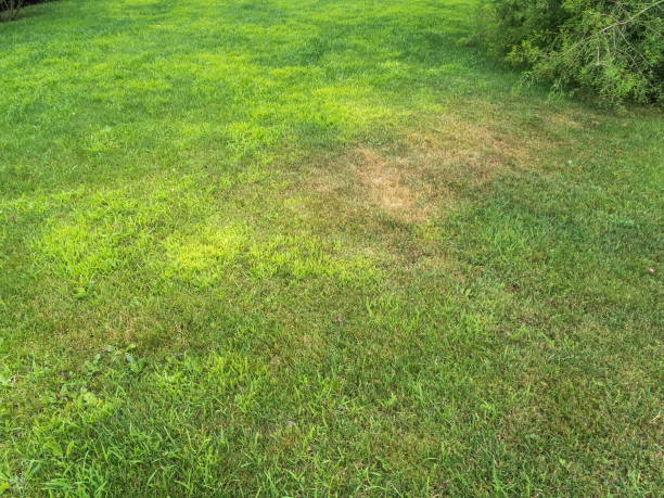 istock The texture green grass with soil park Sochi 1161047728