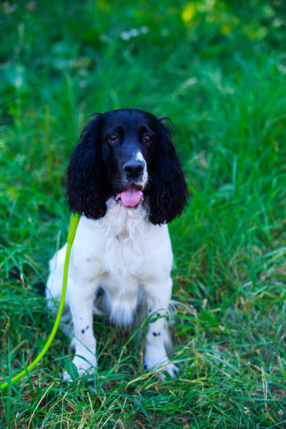 istock Dog breed Russian hunting spaniel 1161047730