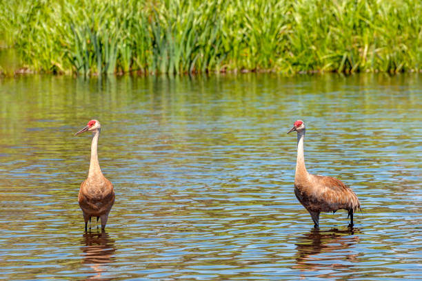 istock two sandhill cranes walking in wetland 1161049123