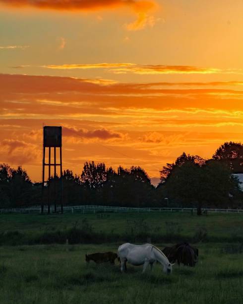 istock Horses on the pasture 1161049991