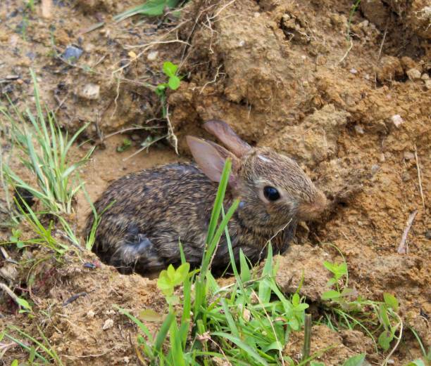 istock eastern cottontail (Sylvilagus floridanus) in the wild 1161050835