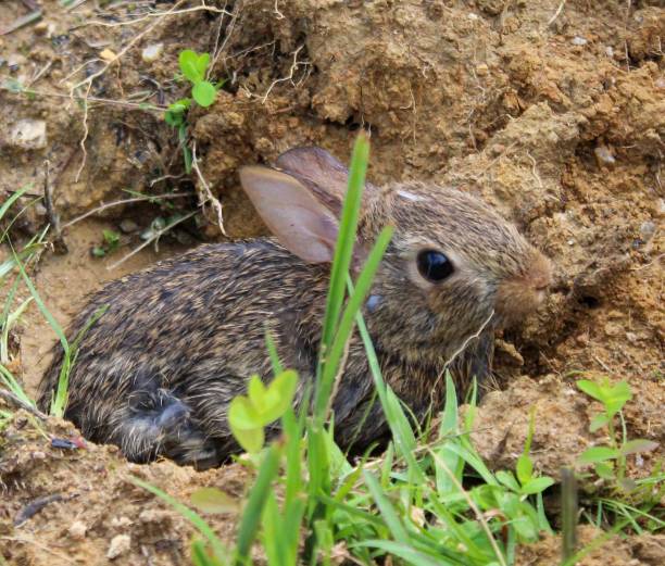 istock eastern cottontail (Sylvilagus floridanus) in the wild 1161050890