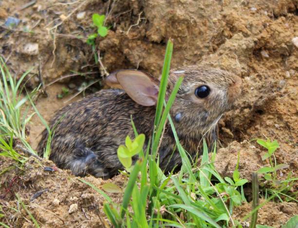 istock eastern cottontail (Sylvilagus floridanus) in the wild 1161050971