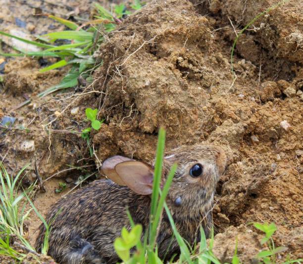 istock eastern cottontail (Sylvilagus floridanus) in the wild 1161051000