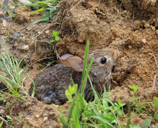 istock eastern cottontail (Sylvilagus floridanus) in the wild 1161051112