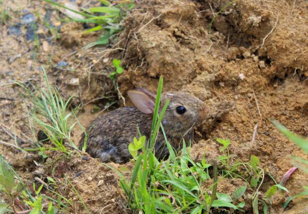 istock eastern cottontail (Sylvilagus floridanus) in the wild 1161051645