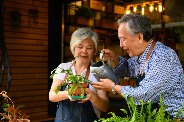 Happy senior couple watering potted plant at cafe Senior man watering potted plant held by woman. Elderly business couple working together. They are in restaurant. working seniors stock pictures, royalty-free photos & images