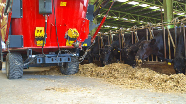 istock close up cow head in the farm black Angus looking camera 1161051681
