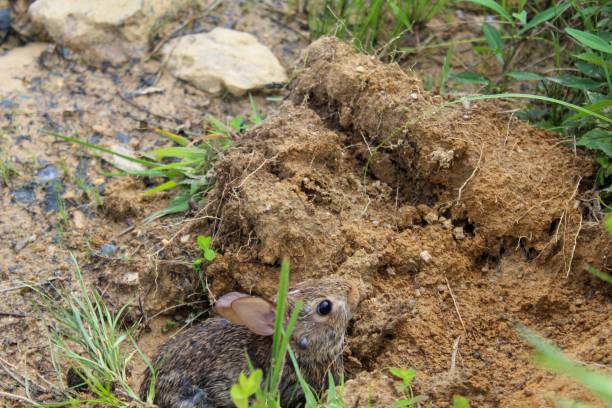 istock eastern cottontail (Sylvilagus floridanus) in the wild 1161051691