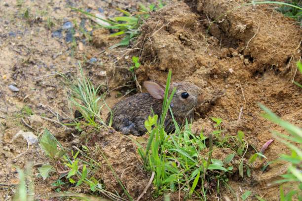 istock eastern cottontail (Sylvilagus floridanus) in the wild 1161051743