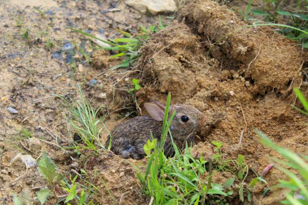 istock eastern cottontail (Sylvilagus floridanus) in the wild 1161051791