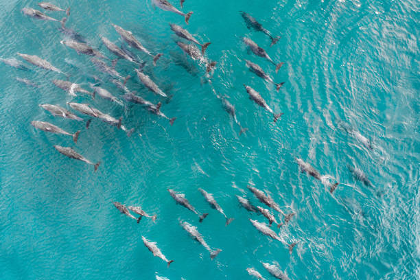 aerial shot of a pod of dolphins cruising in the warm tropical water - pod imagens e fotografias de stock