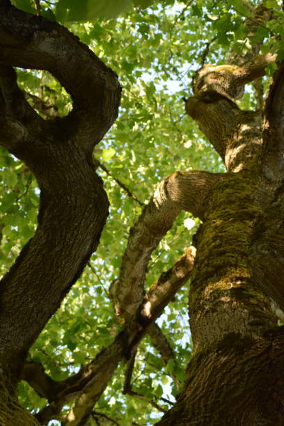 istock Close Up Of Oak Tree 1161051806