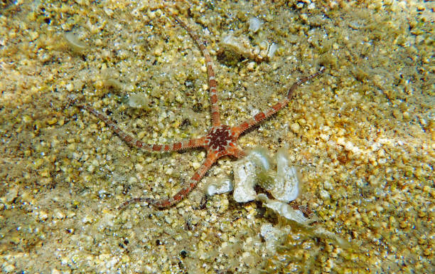istock Smooth Brittle Star - Ophioderma longicauda 1161055345
