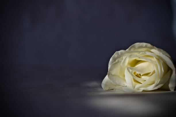 istock Single rose in colour; rule of thirds 1161057478